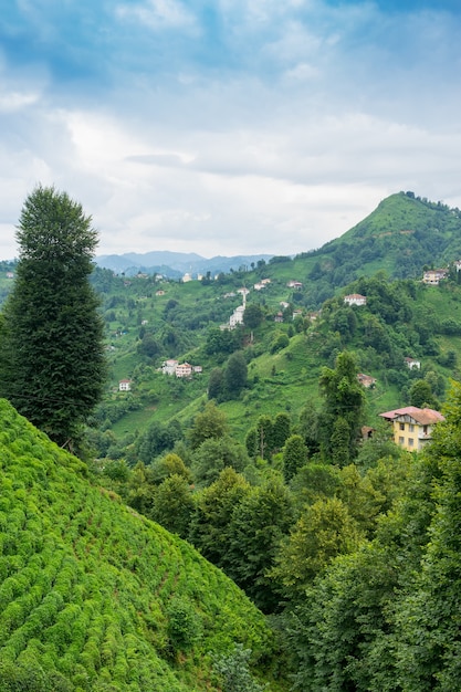 Theeplantagelandschap, Rize, Turkije