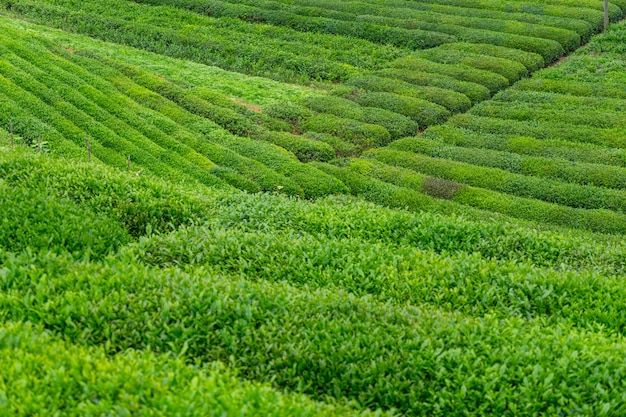 Theeplantagelandschap, Rize, Turkije