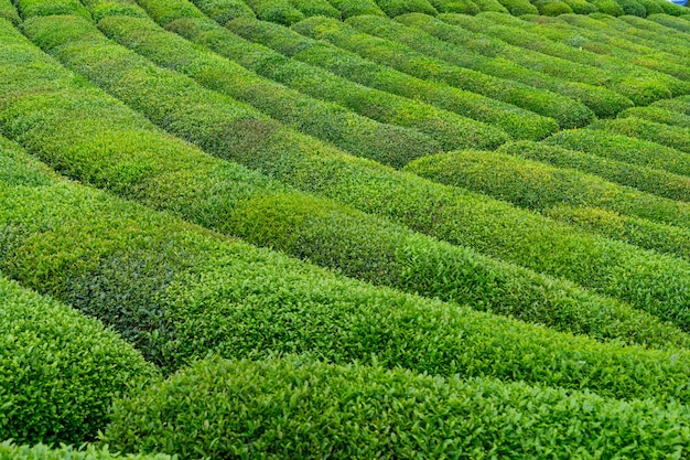 Theeplantagelandschap, Rize, Turkije