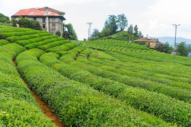 Theeplantagelandschap, Rize, Turkije