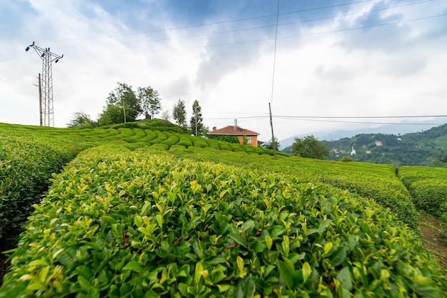 Theeplantagelandschap, Rize, Turkije