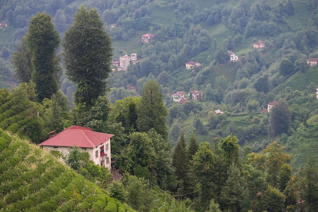 Theeplantagelandschap, Rize, Turkije