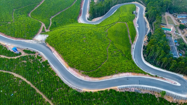 Theeplantages in Munnar, Kerala, India. Prachtig uitzicht op groene heuvels.