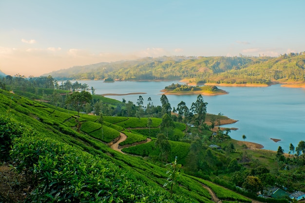 Theeplantages in Sri Lanka bij een stuwmeer