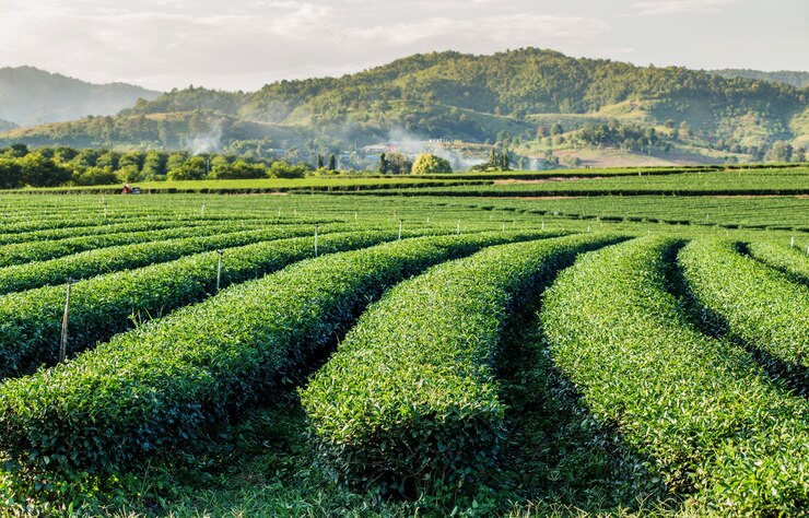 Foto theeplantages met berg
