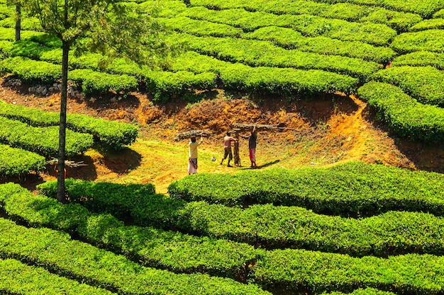 Theeplukkers op een theeplantage. Munnar, Kerala, India - 26 maart 2017.