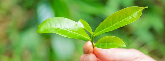 Theeteelt op theeplantages in Sri Lanka