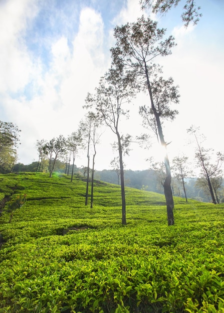 Theetuinen in het sri lankaanse hoogland verlicht door de ochtendzon met achtergrondverlichting. kandy, sri lanka.