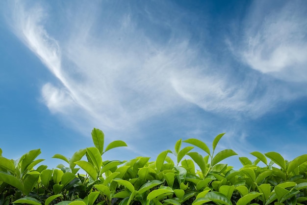 Theeveldplantage in mooie dag en lucht