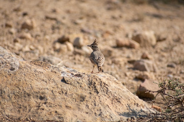 Thekla's Lark Galerida Theklae perching on a dead tree