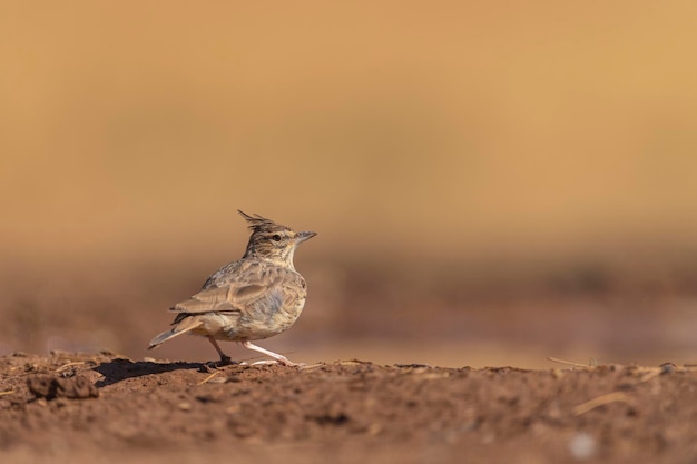 Thekla's lark (Galerida theklae) Toledo, Spain