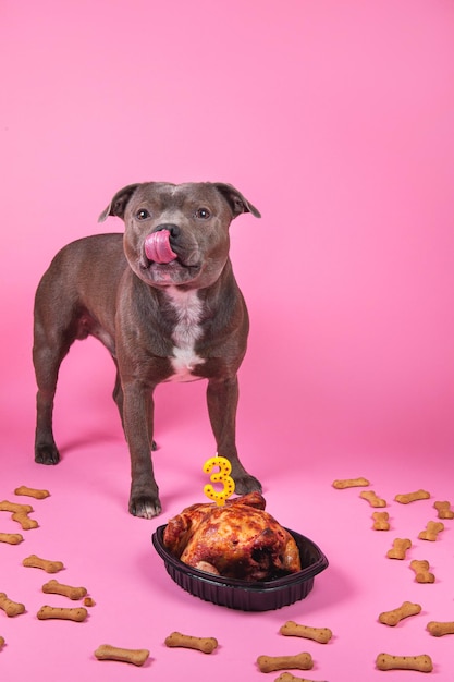 Theme of the dog's birthday Staffordshire terrier standing by chicken bones on pink background