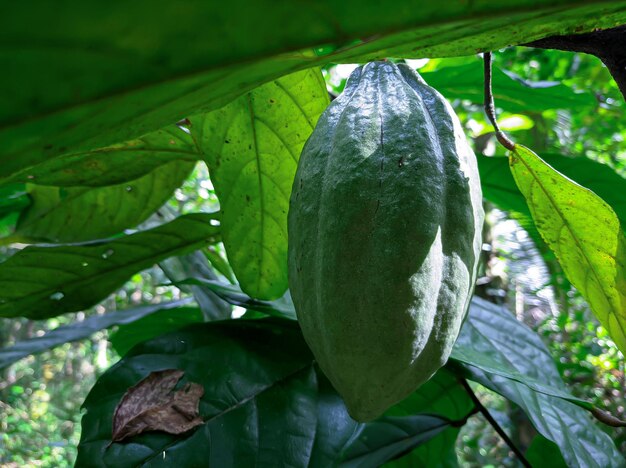 テオブロマ カカオ、木の上の新鮮なカカオのさや