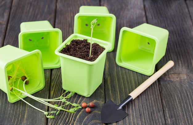 there are empty flowerpots for seedlings sprouted grain in a flowerpot and a shovel