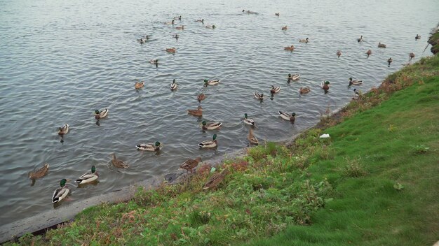 There are a lot of ducks in the city park on the lake