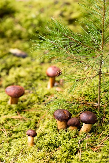 There are a lot of mushrooms lying in the forest on green moss A lot of Polish moss mushrooms