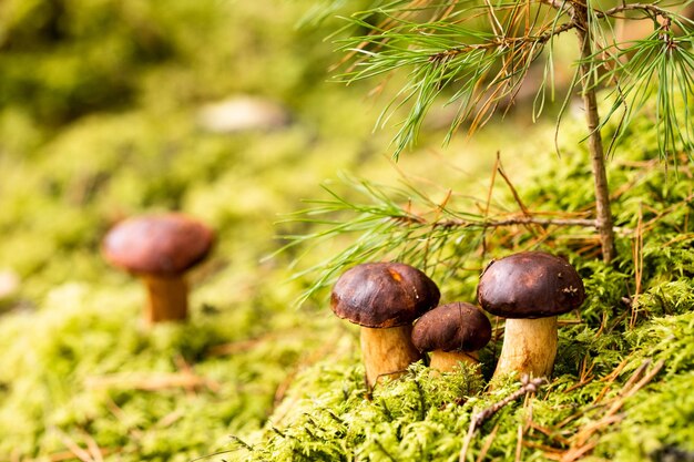 緑の苔の森にはたくさんのキノコが横たわっています ポーランドの苔のキノコがたくさん