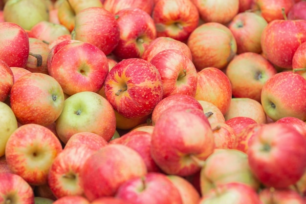 There are a lot of ripe apples poured into a box harvesting the autumn harvest in the garden