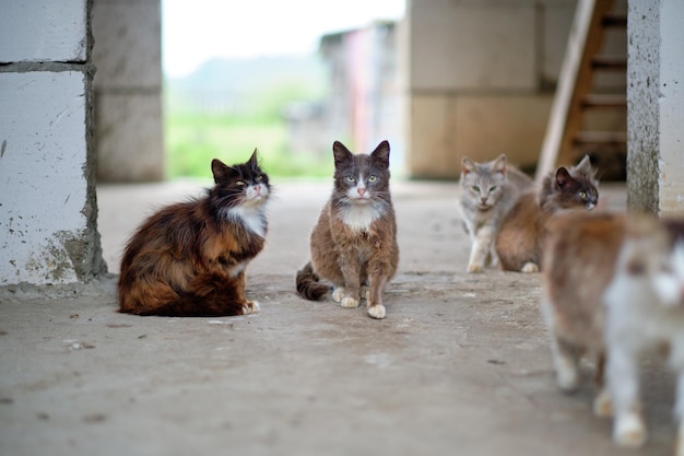 コンクリートの床には野良猫がたくさんいます獣医の世話が必要なホームレスの動物の概念