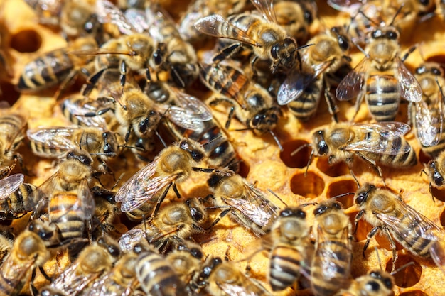 There are a lot of striped bees that sit on honeycombs