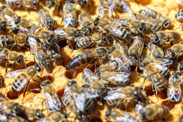 There are a lot of striped bees that sit on honeycombs