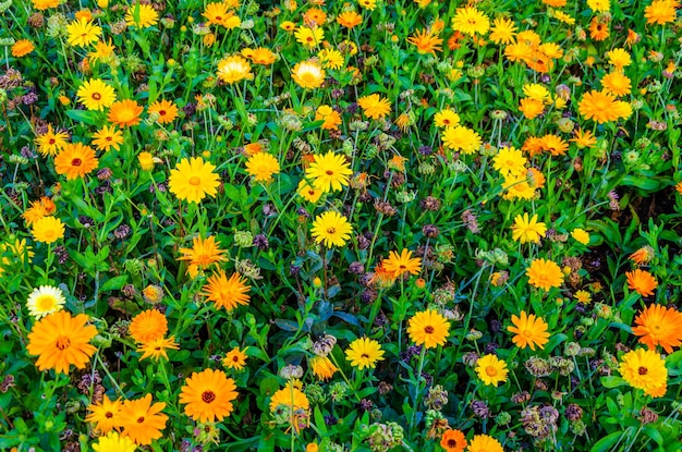 There are a lot of yellow daisies among the green grass