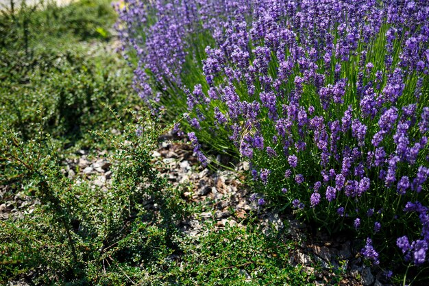 There are many brightly colored lavender bushes in a large flowerbed with green leaves. Lavanla on a sunny day