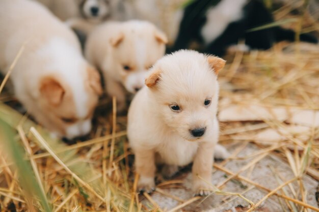 Foto ci sono molti cuccioli nella foresta.