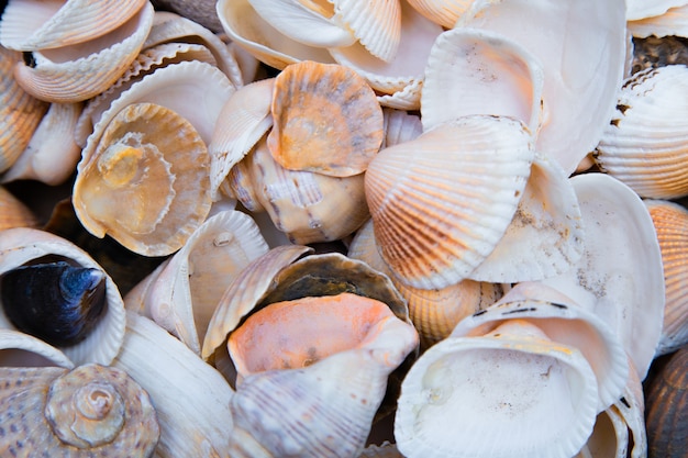 There are many shells of different shapes and sizes in closeup