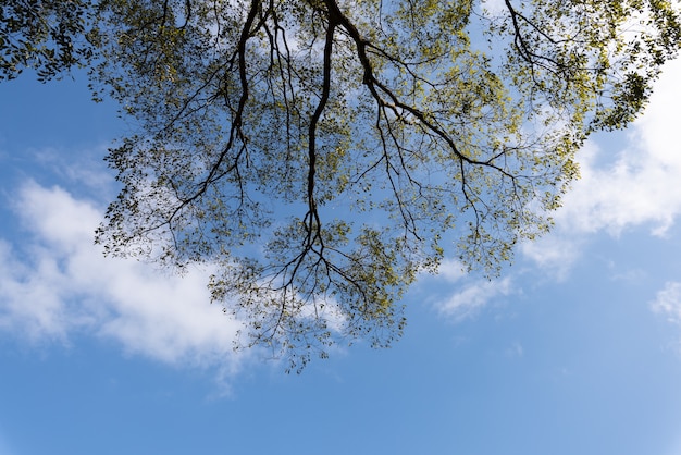 Foto ci sono molti alberi dall'aspetto strano in natura