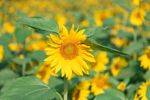 There are many sunflowers in the fields