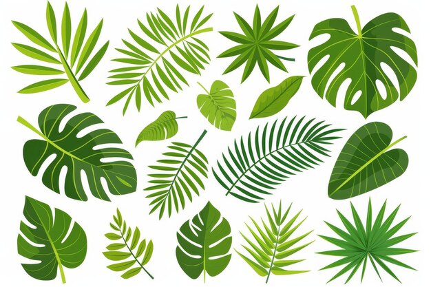 Photo there are many tropical leaves isolated on a white background the illustration includes monkeya palm and banana branches these modern cliparts are in boho style and these jungle foliage cliparts