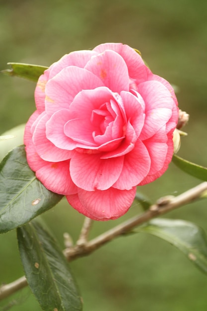 Foto ci sono molte varietà di camelie con fiori di colori e forme sempre mutevoli