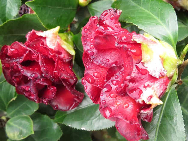 Foto ci sono molte varietà di camelie con fiori di colori e forme sempre mutevoli