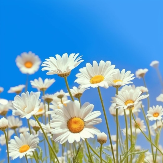 There are many white daisies in a field with a blue sky generative ai