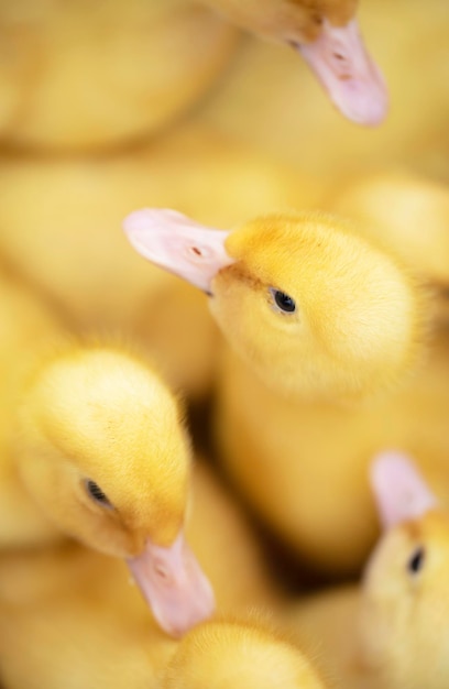 There are many yellow fluffy ducklings on top