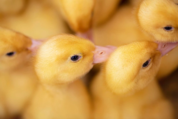 There are many yellow fluffy ducklings on top