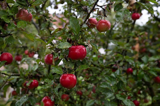 There are red apples on the tree. Covered with drops after the rain.