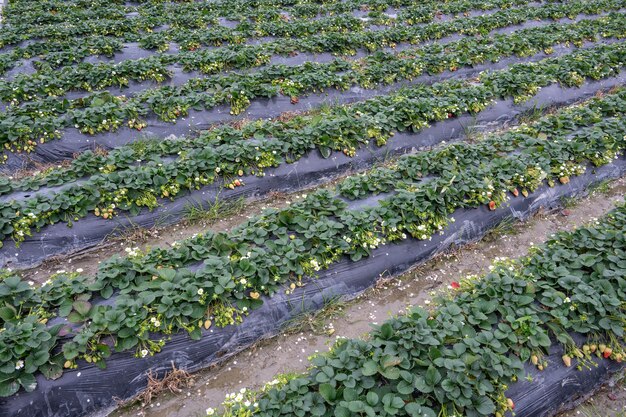 Foto ci sono file di piantine di fragole pulite nel campo