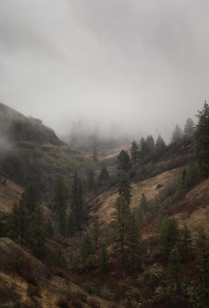 There are some small hills and pine trees in the foreground