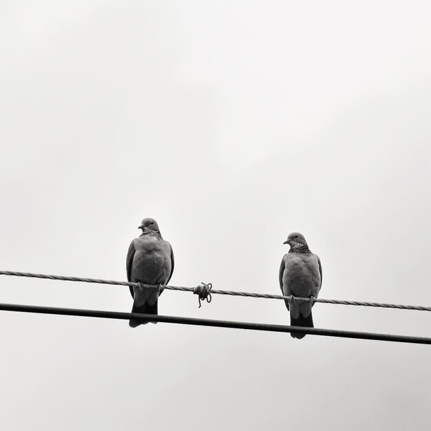 There are two birds sitting on a wire on a cloudy day generative ai