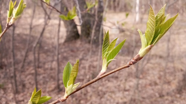 There are young green leaves on a thin branch nature comes to life in spring willow tree