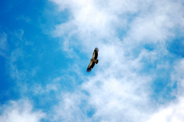 There is a beautiful eagle flying freely in the blue sky
