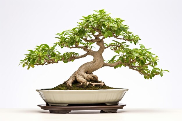 There is a bonsai tree in a white bowl on a table generative ai