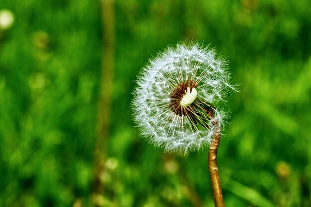There is a dandelion that is losing its integrality