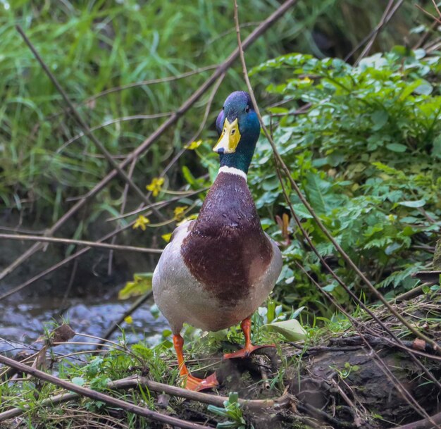 Photo there is a duck that is walking through some grass by the water