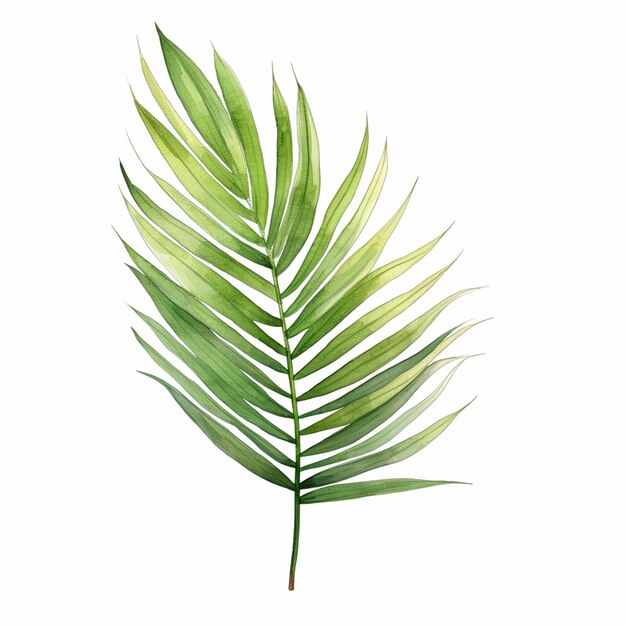 Photo there is a green leaf that is on a white background generative ai