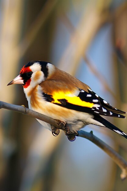 Photo there is a little bird perched on a tree branch it has a yellow beak