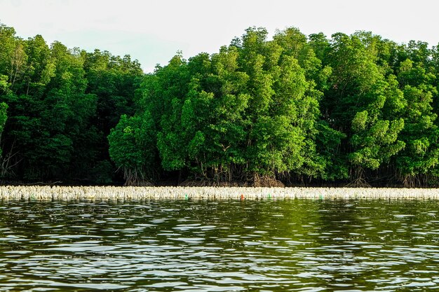 There is oyster lake in Chanthaburi