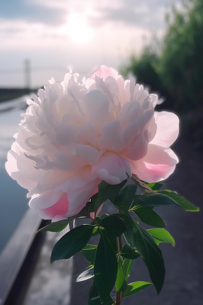 there is a pink flower that is blooming next to a body of water generative ai